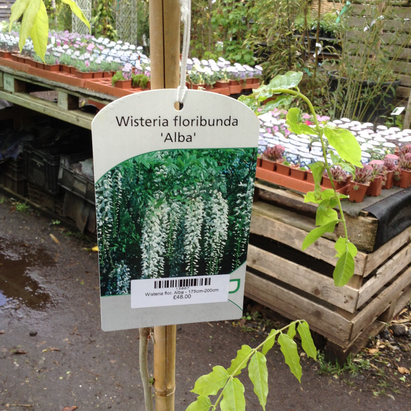 Wisteria floribunda 'Alba' - 175cm-200cm