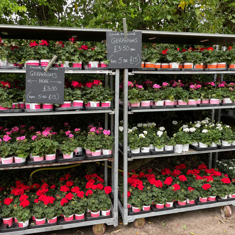 Upright geraniums (colour by colour)