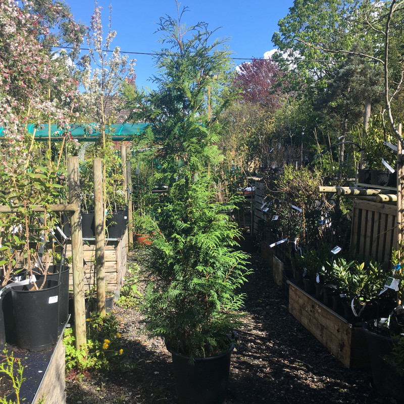 Thuja plicata (Western Red Cedar) 175-200cm potted