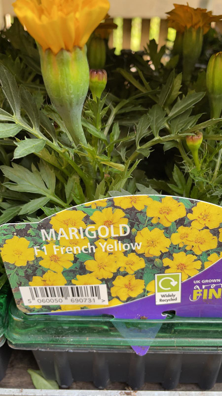 French Marigold - 6 Pack