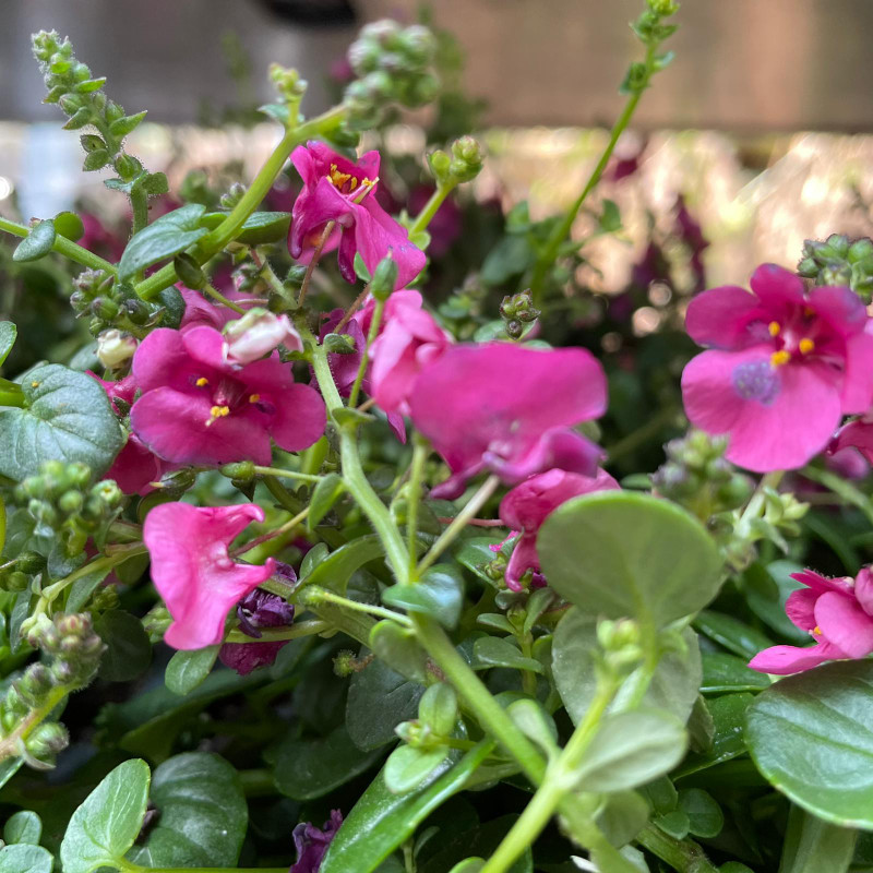 Diascia (p10)