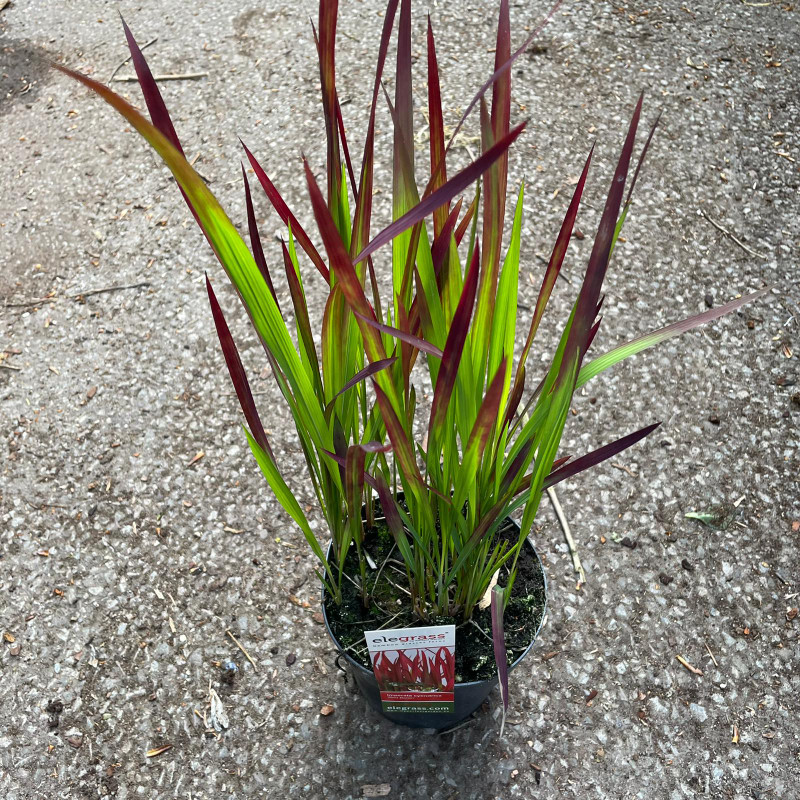 Imperata cyl. 'Red Baron'