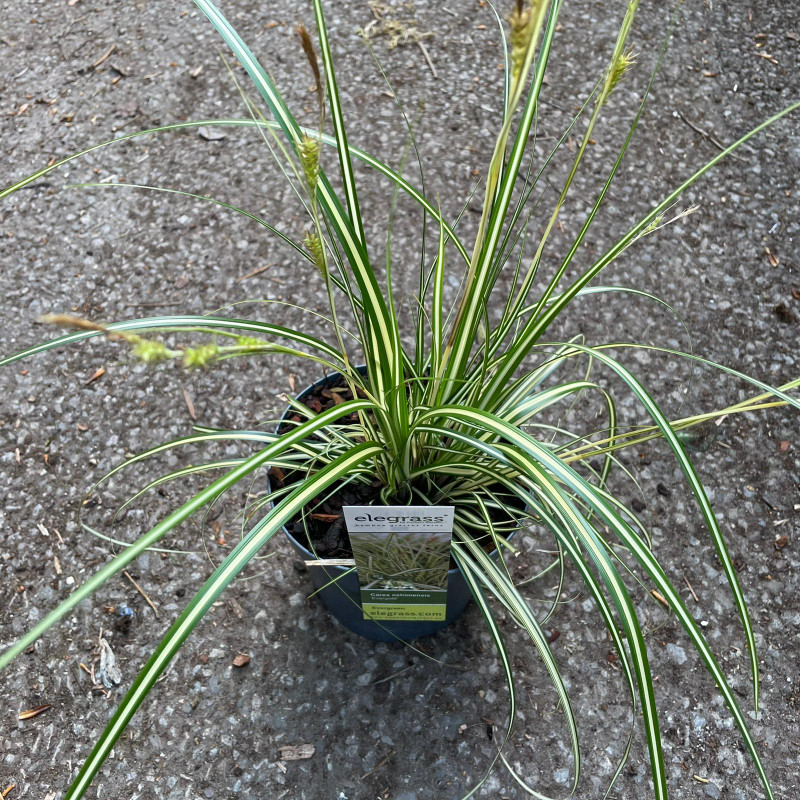 Carex oshimensis 'Evergold'