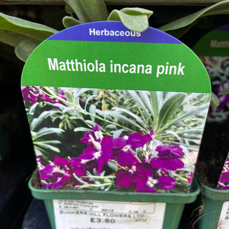 Matthiola incana pink 9cm
