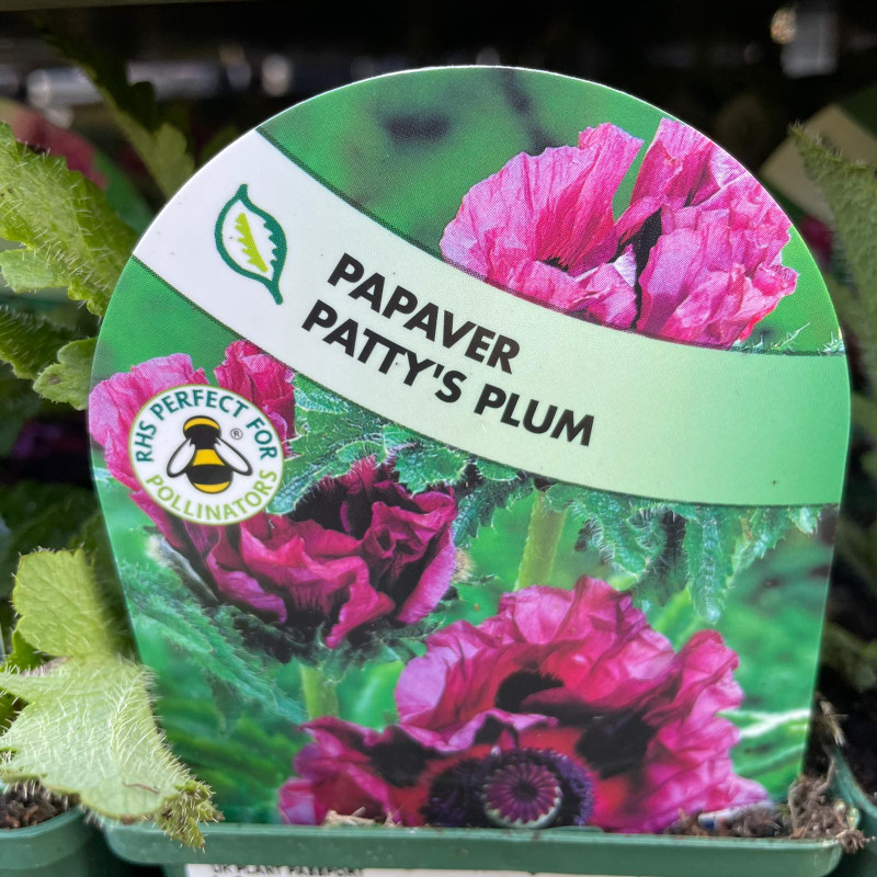 Papaver ori. 'Patty's Plum' 9cm