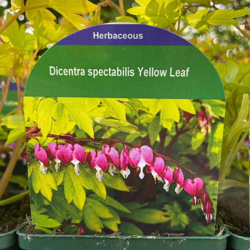 Dicentra spectabilis 'Yellow Leaf' 9cm