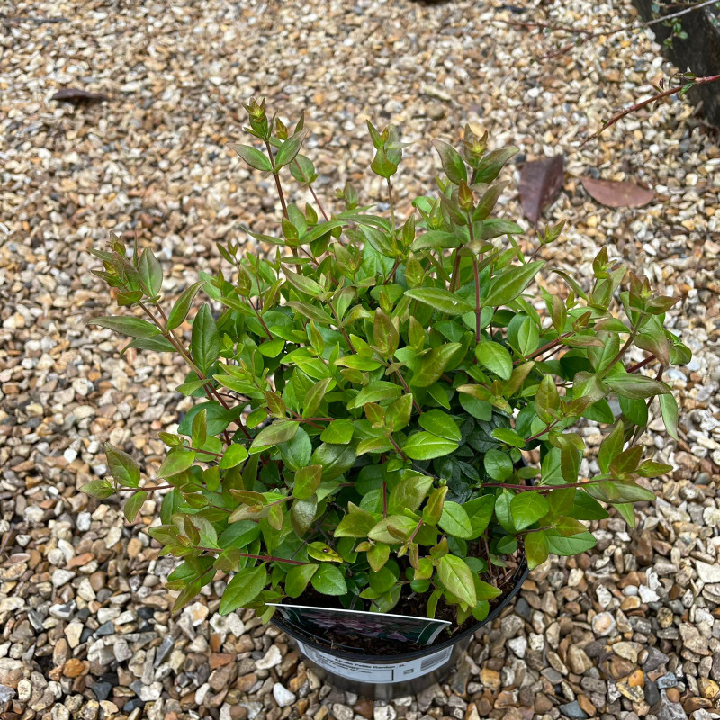 Abelia 'Petite Garden' 2ltr