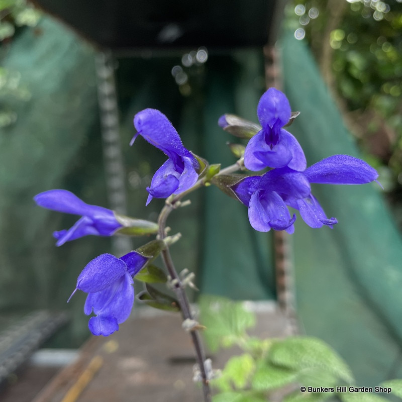 Salvia 'Black & Bloom'