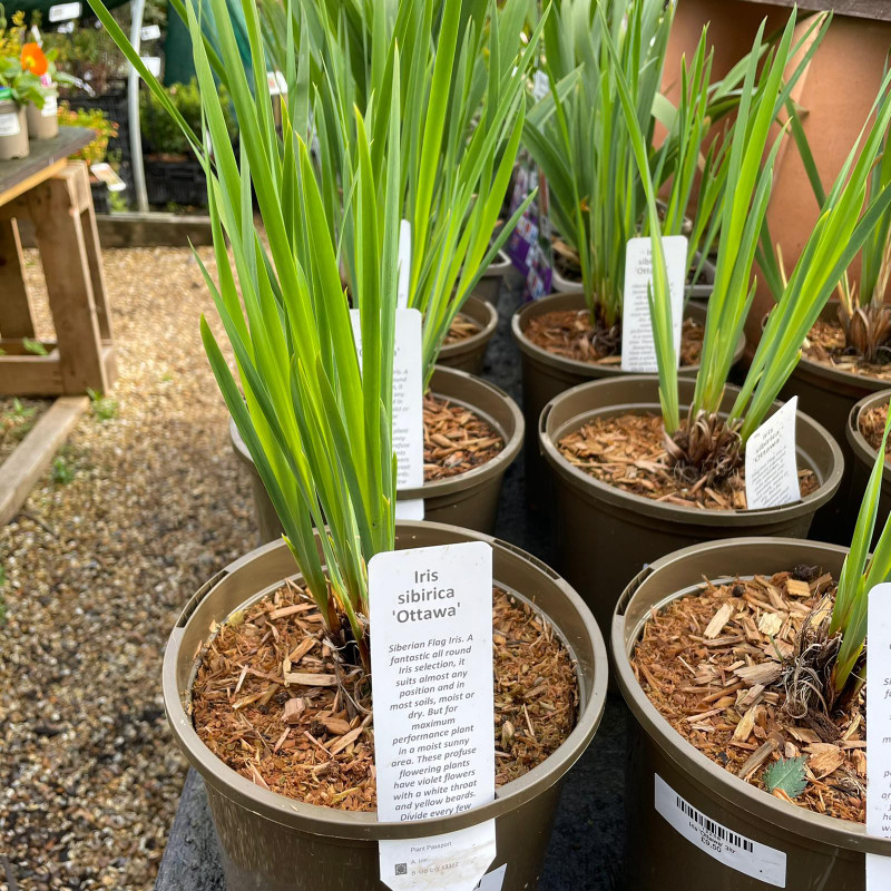 Iris 'Ottawa' 3ltr