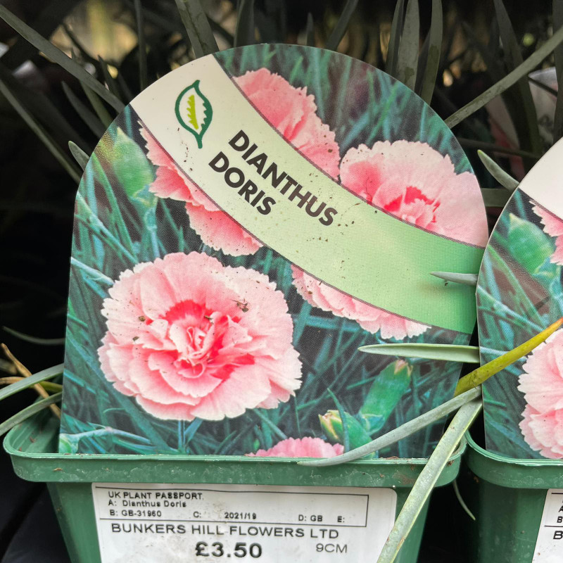 Dianthus 'Doris' 9cm