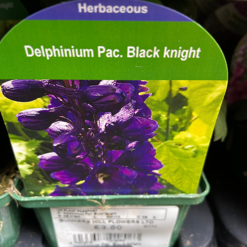 Delphinium 'Black knight' 9cm