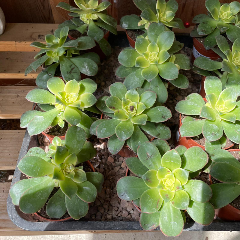 Aeonium tricolour 'Kiwi'