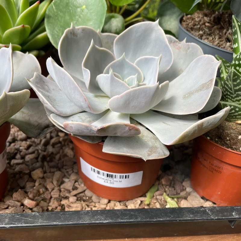 Echeveria mix M