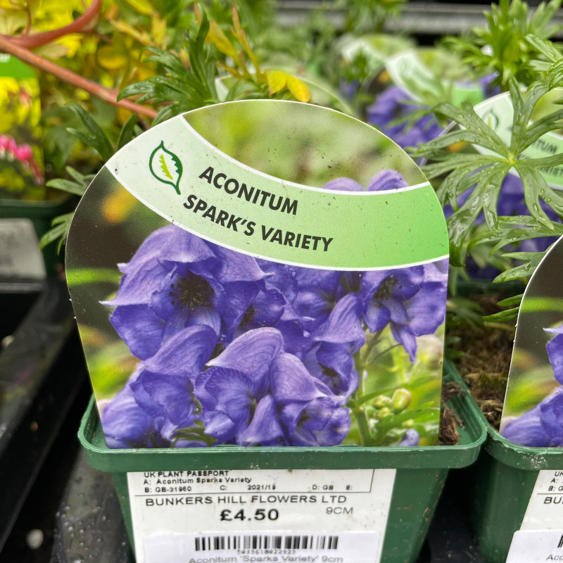 Aconitum 'Sparks Variety' 9cm