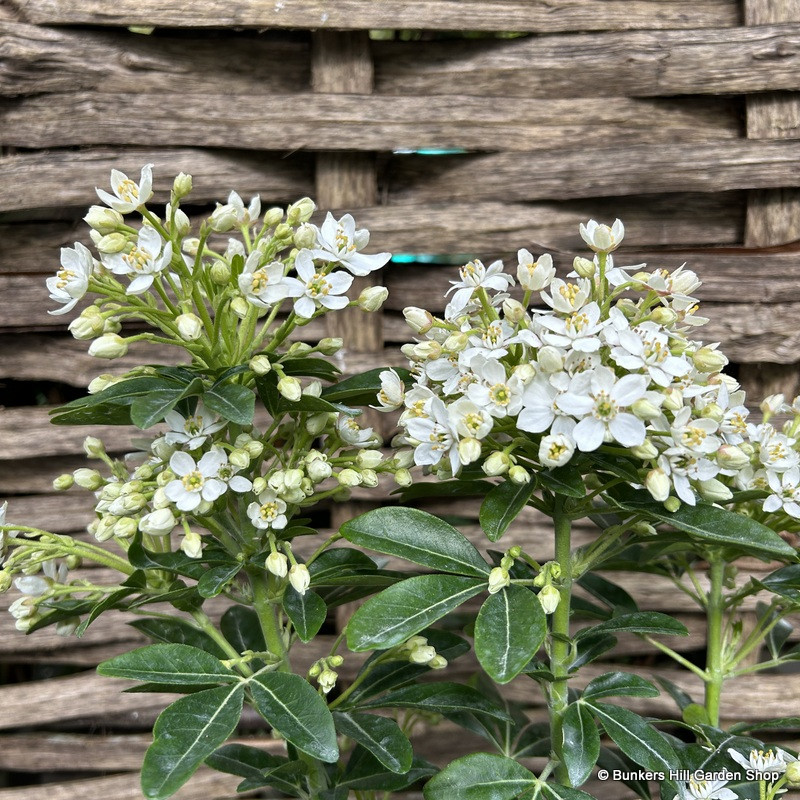 Choisya ternata - 2L