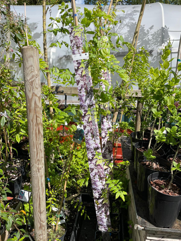 Wisteria floribunda 'Violacea Plena'  (on cane)