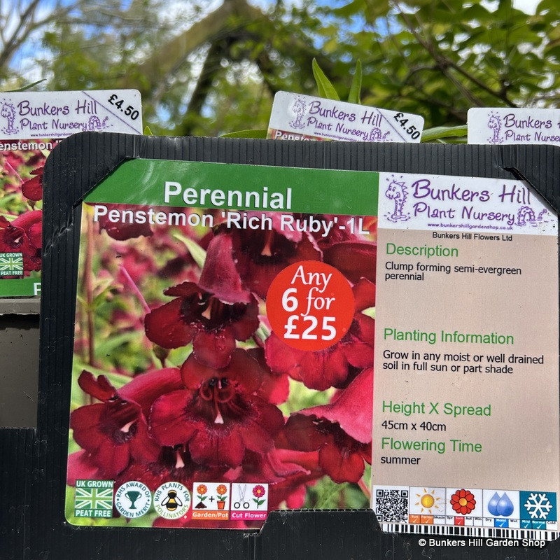 Penstemon 'Rich Ruby'-1ltr