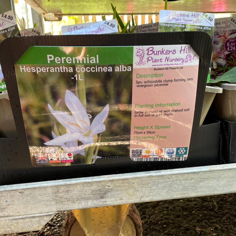 Hesperantha coccinea alba-1ltr