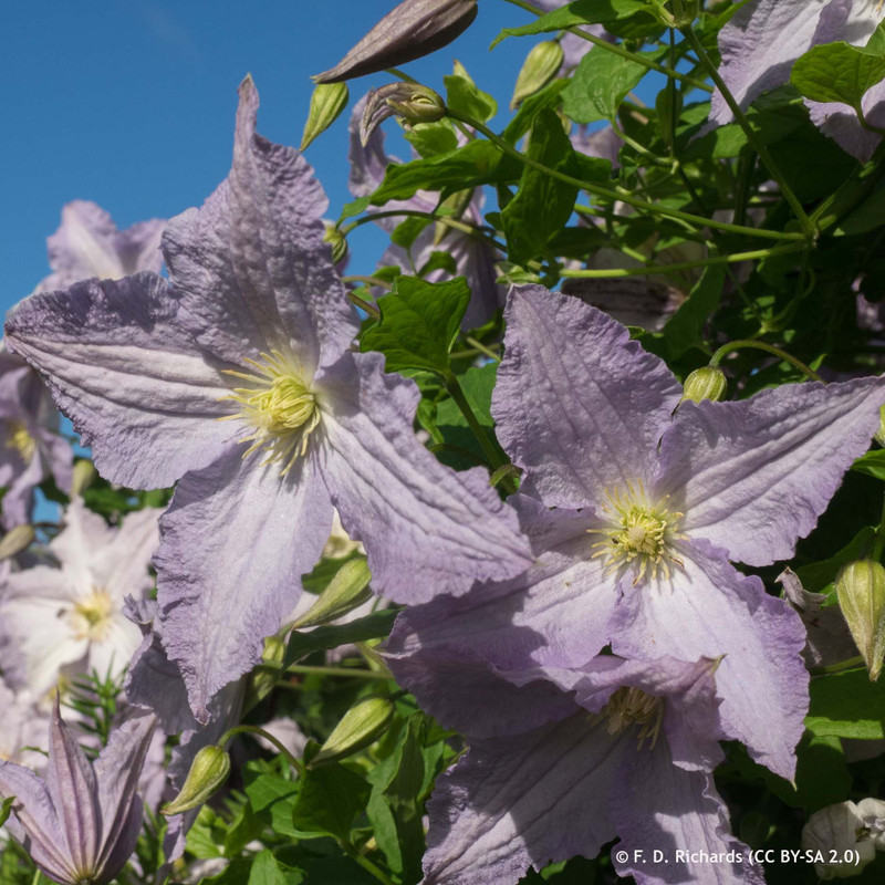 Clematis 'Blue Angel'