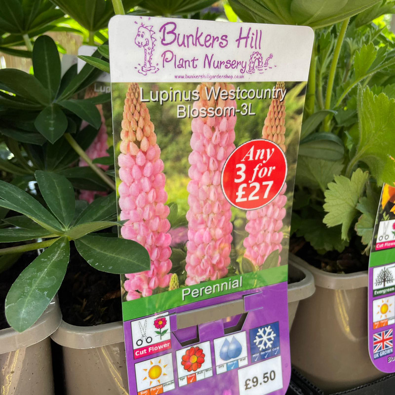 Lupinus Westcountry Blossom-3ltr