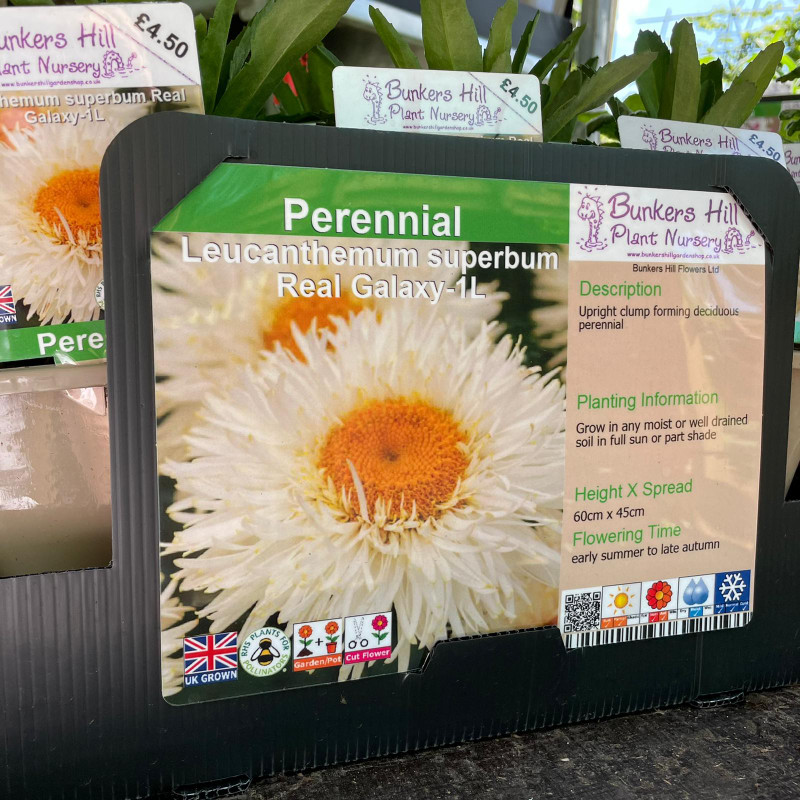 Leucanthemum superbum Real Galaxy-1ltr