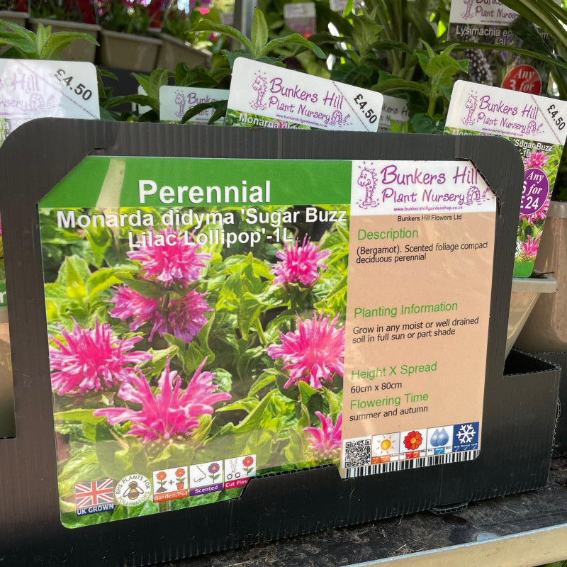 Monarda didyma 'Sugar Buzz Lilac Lollipop'-1ltr