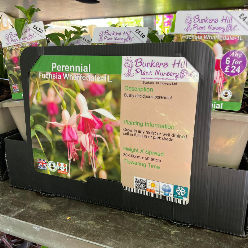 Fuchsia Wharfedale-1ltr