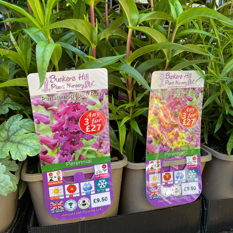 Penstemon 'Rich Ruby' 3ltr