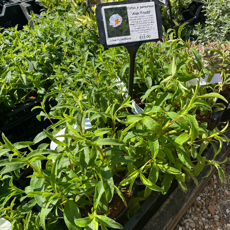 Cistus 'Alan Fradd'