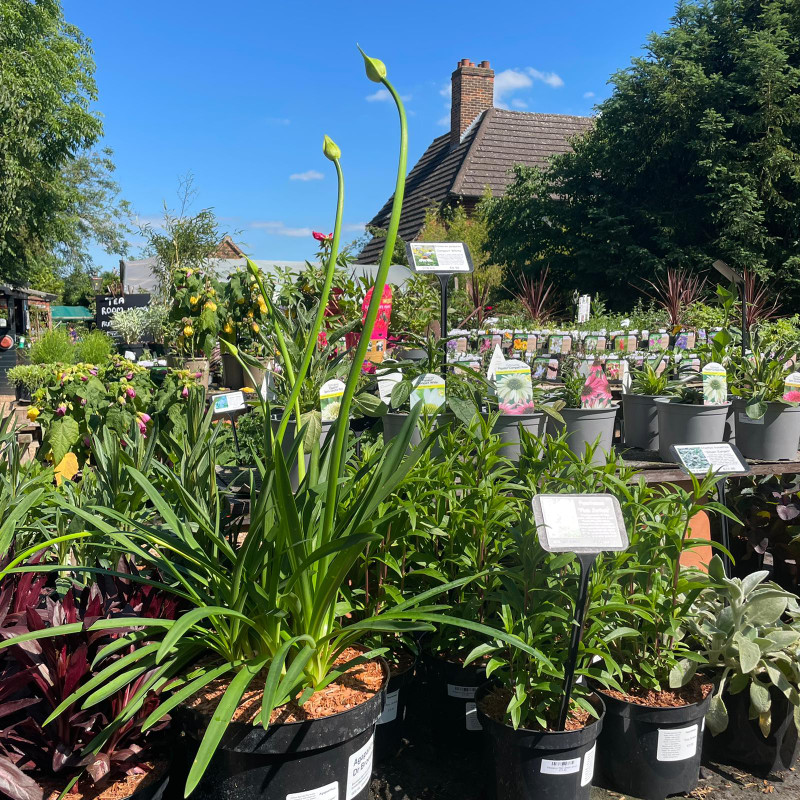 Agapanthus 'Dr Broewer' 10ltr