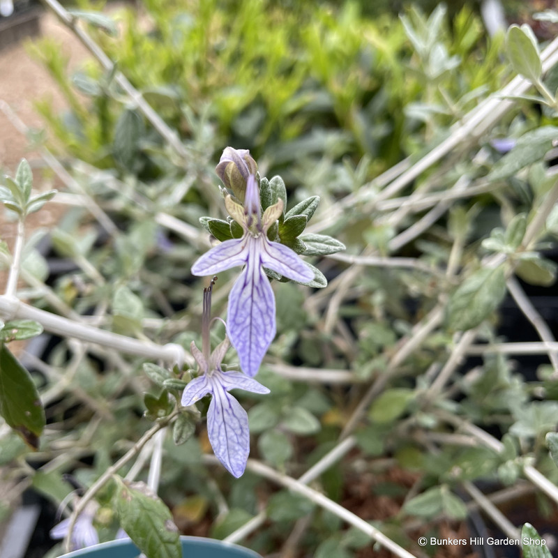 Teucrium Fruiticans