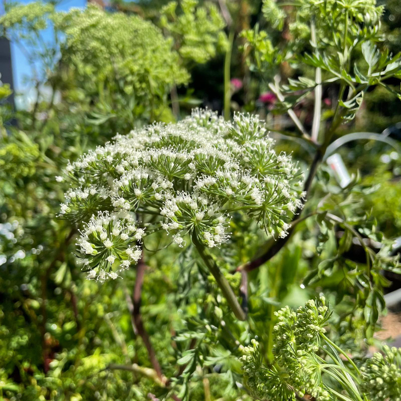 Cenolophium Denudatum 3ltr