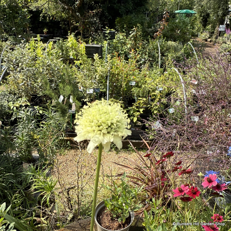 Cephalaria Gigantea