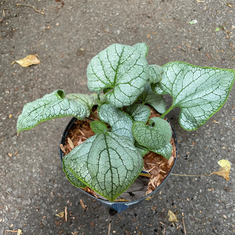 Brunnera 'Silver heart'