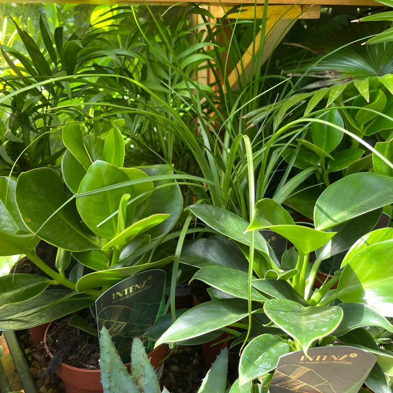 Easy care houseplant mix