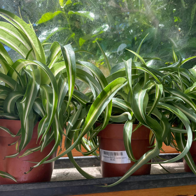 Chlorophytum Bonnie (spider plant)