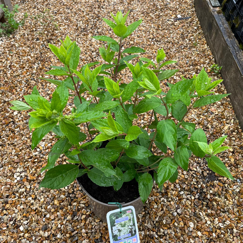 Hydrangea pan. 'Grandiflora' (5L)