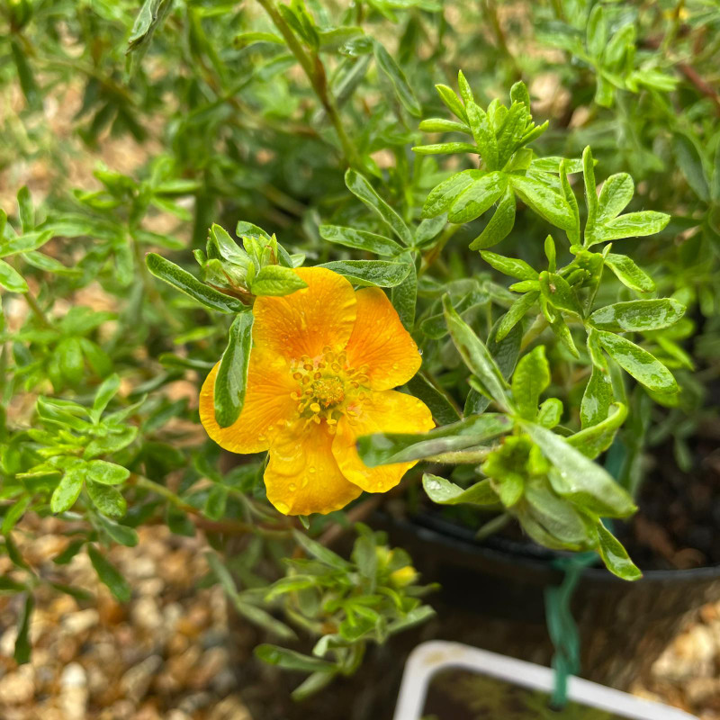 Potentilla fruiticosa 'Hopley's Orange' (5L)