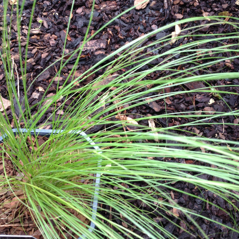 Stipa tenuissima 'Pony Tails' (Grass)