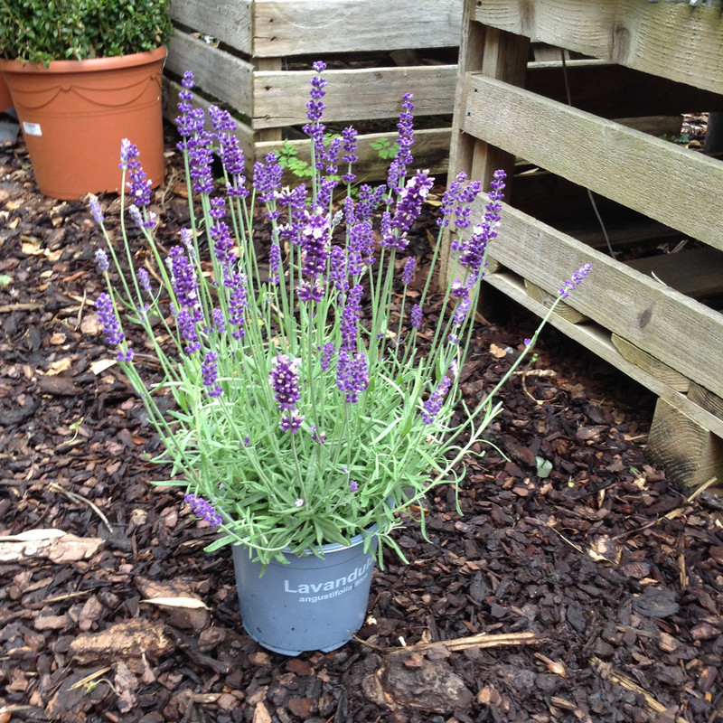 Lavender 'Hidcote' (14cm pot)