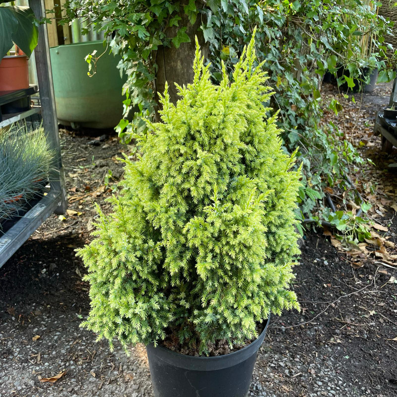 Juniperus pingii 'Hulsdonk Yellow'