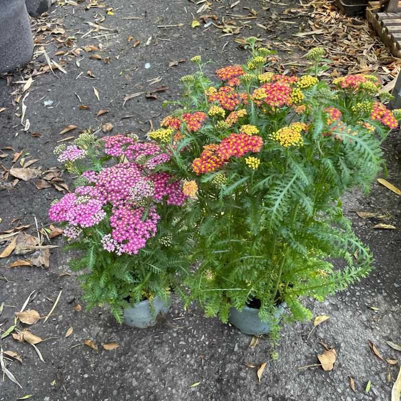 Achillea mixed (Yarrow)