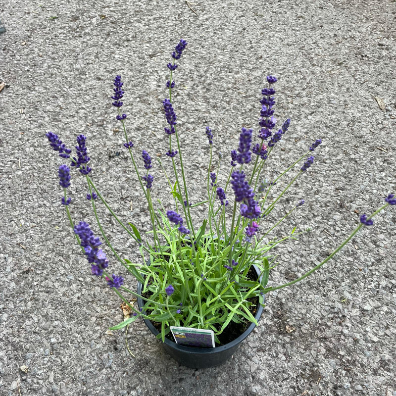 Lavender 'Imperial Gem' (3L)