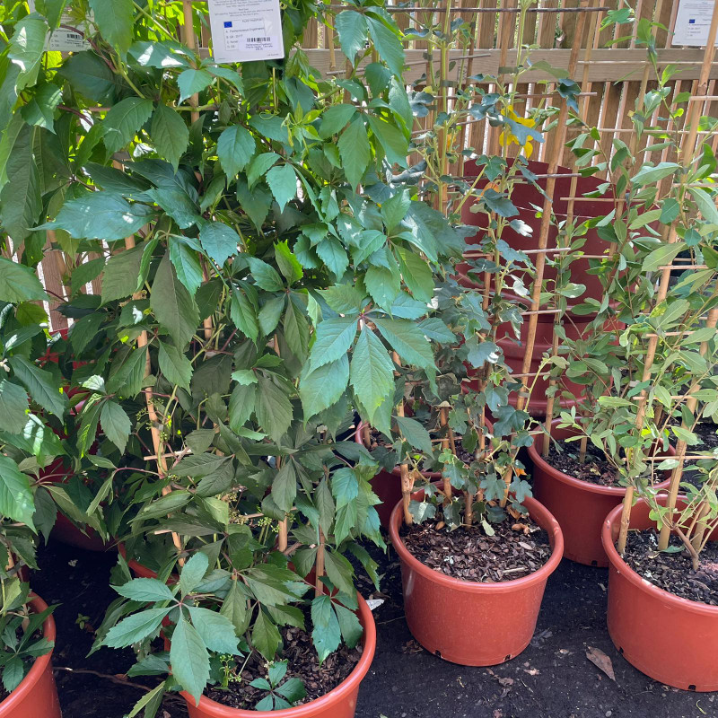 Parthenocissus Engelmannii  (Virginia creeper) - 1.5m trellis