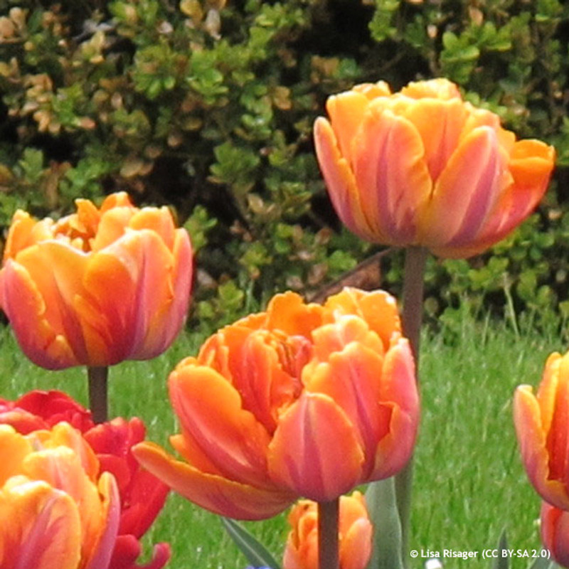 Tulip 'Orange Princess' (Double Late) - PACK of 10 Premium size bulbs