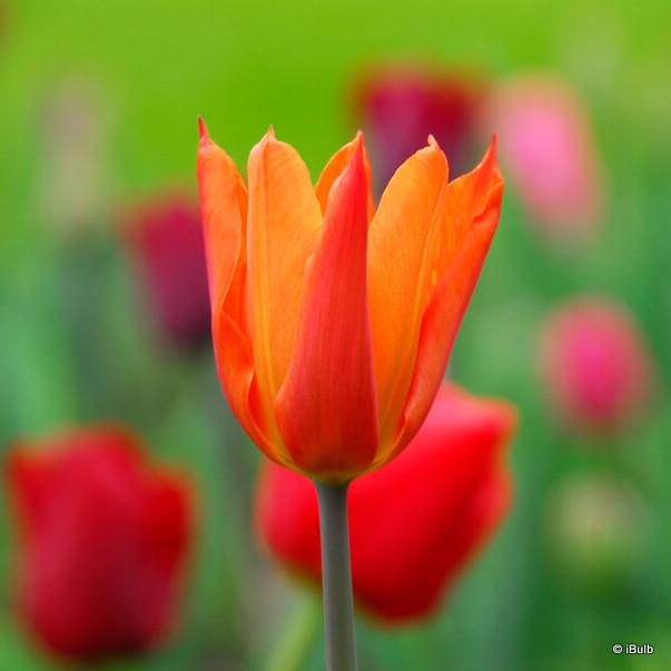 Tulip 'Ballerina' (Lily-flowered) - PACK of 10 Premium size bulbs
