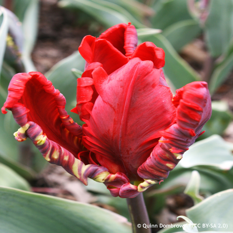 Tulip 'Rococo Double' (Parrot) - PACK of 10 Premium size bulbs