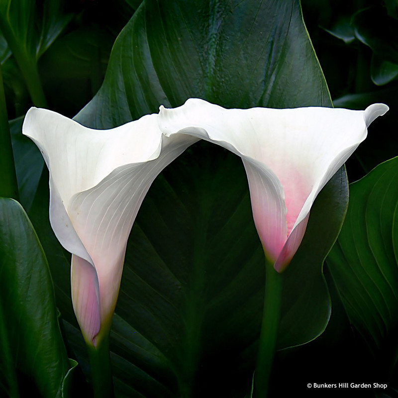 Zantedeschia 'Kiwi Blush' 3ltr