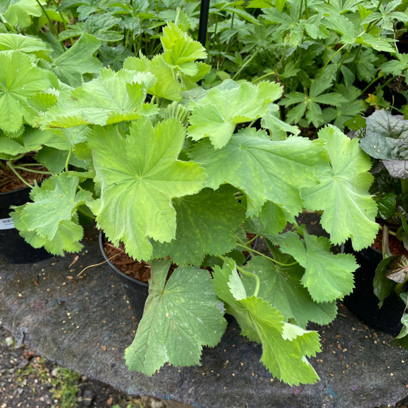 Alchemilla mollis - 3ltr pot