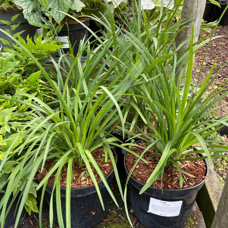 Liriope Muscari 3ltr